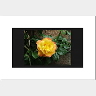 Yellow climbing roses Posters and Art